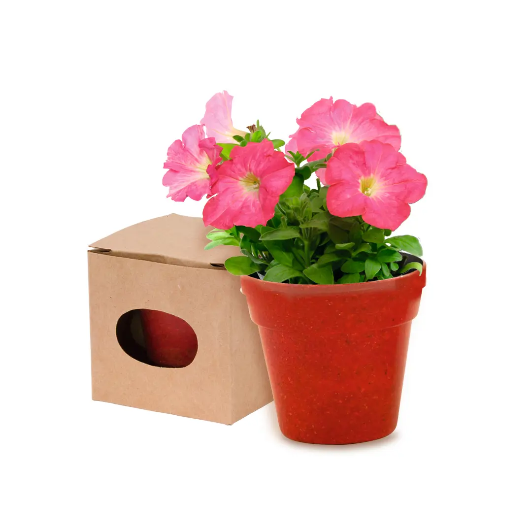Maceta roja con petunias rosas junto a caja de cartón sobre fondo blanco