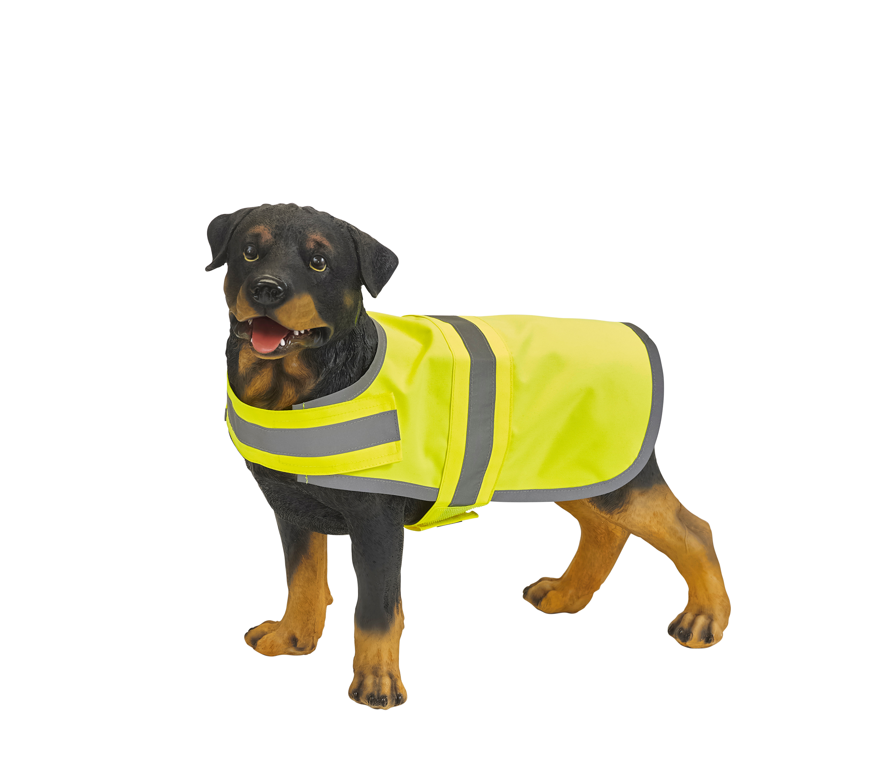 Perro de raza Rottweiler vestido con chaleco reflectante amarillo sobre fondo blanco.